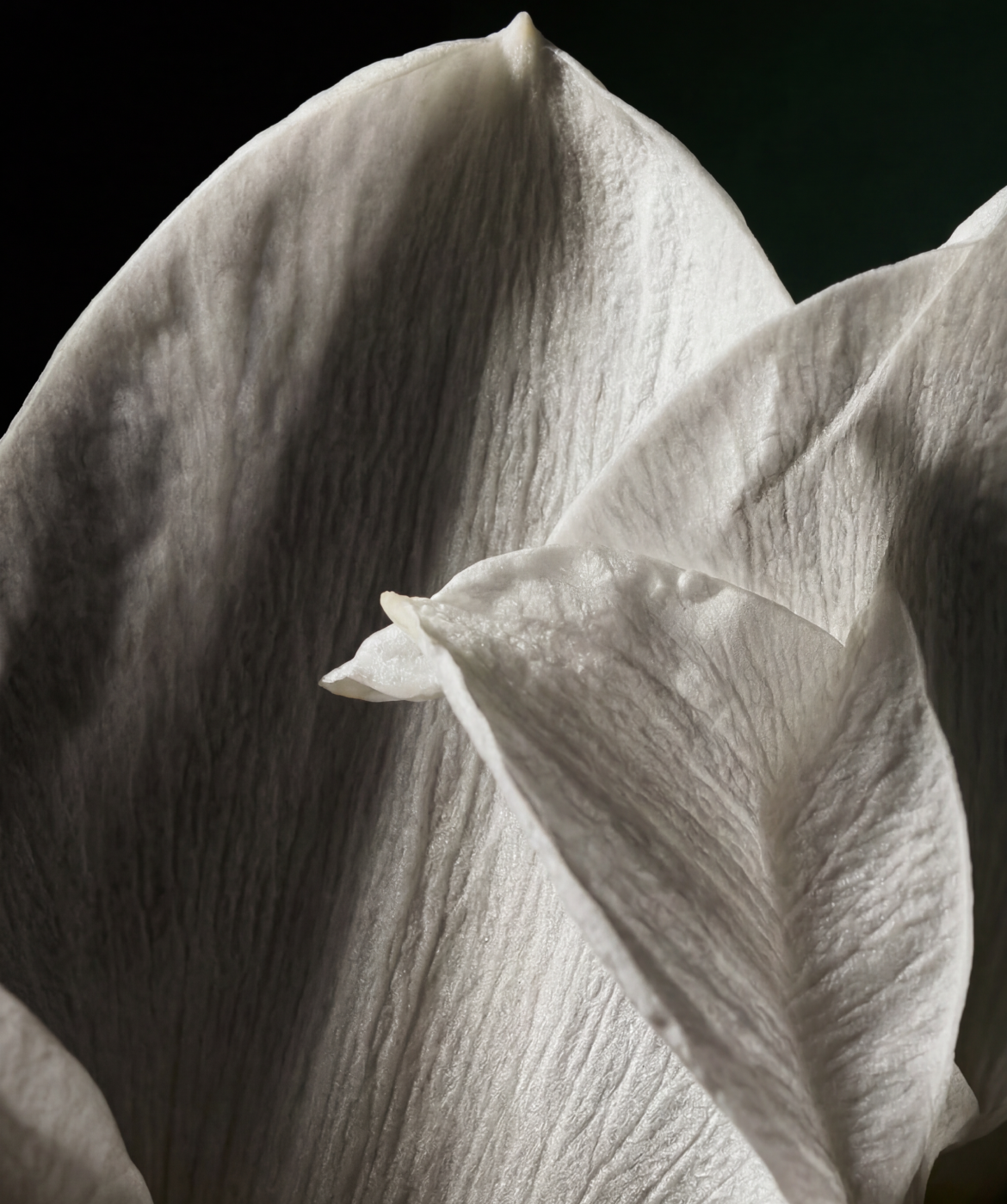 Close up image of the Gardenia