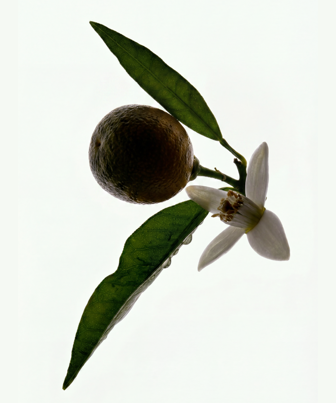 Close up image of the Petit Grain
