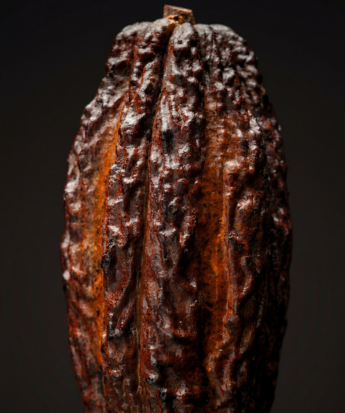 Close up image of the Cocoa