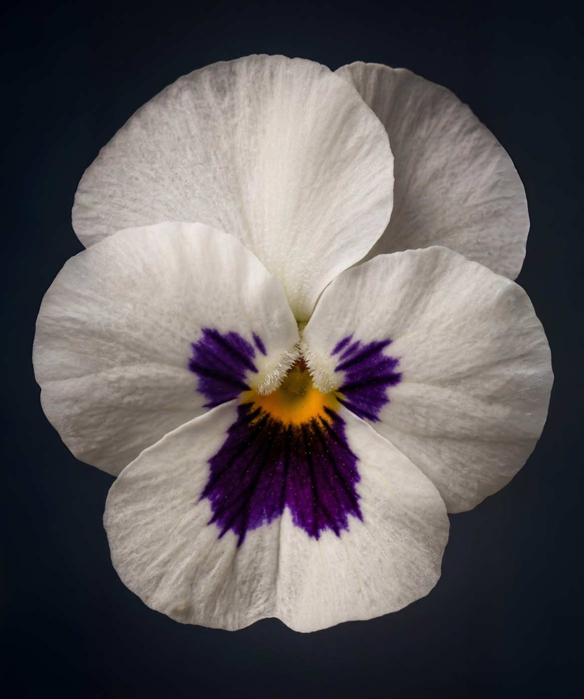 Close up image of the violet