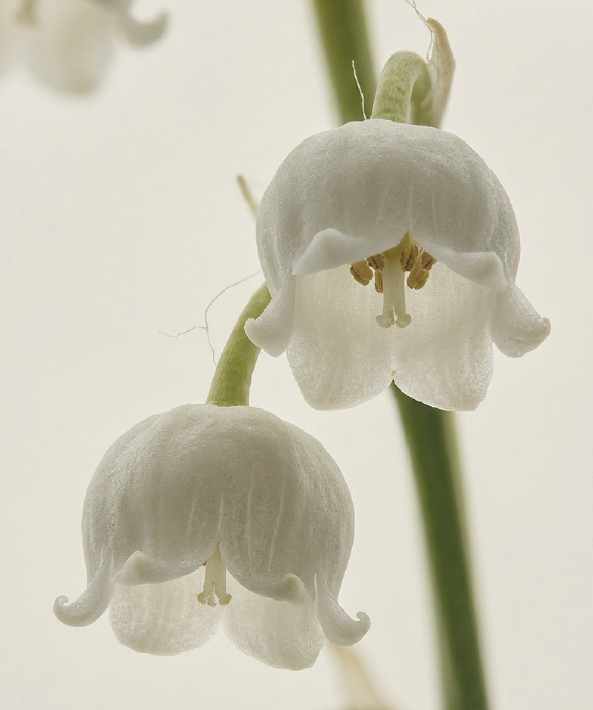 Close up image of the Lilly of the valley