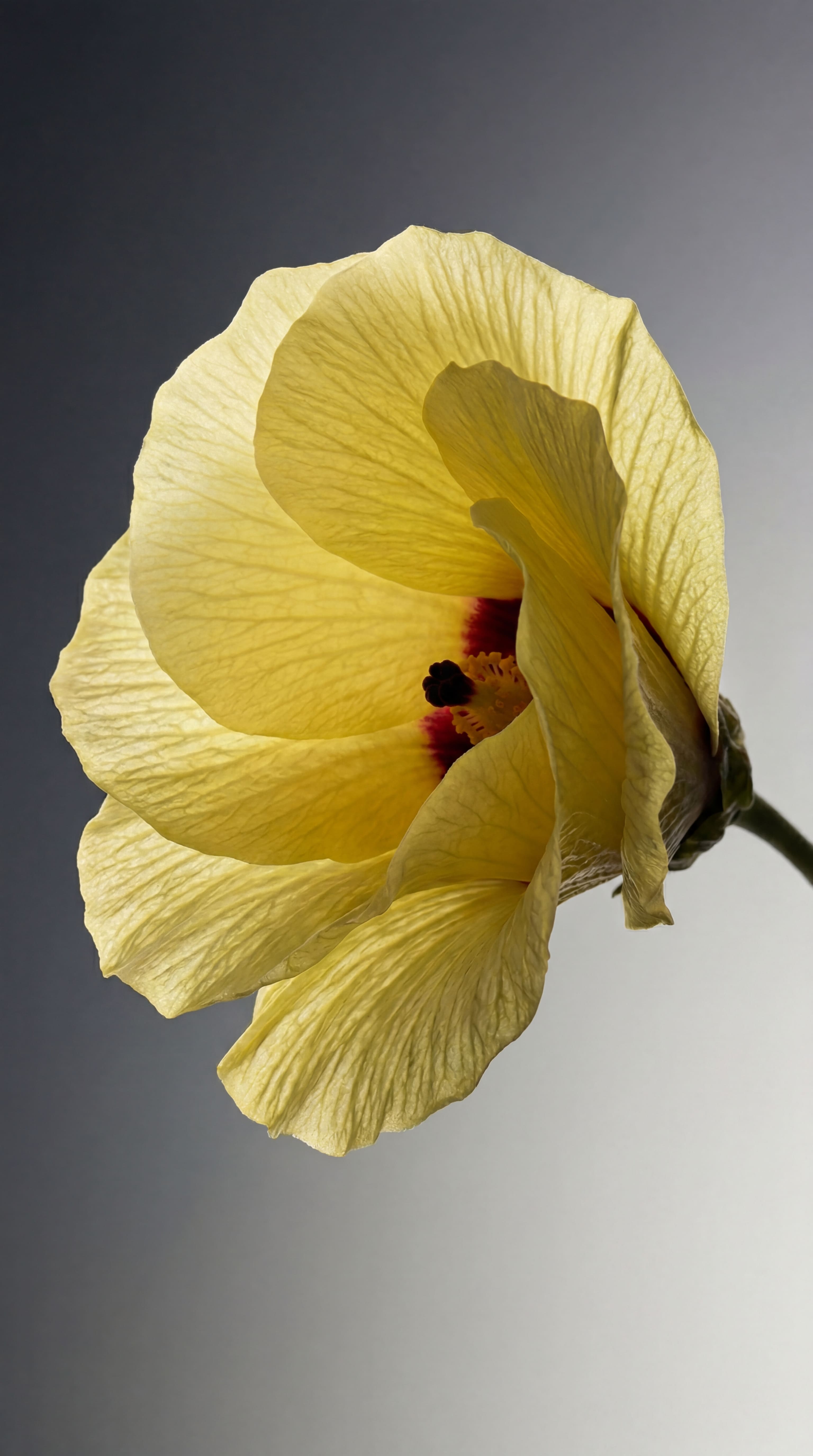 Fresh Cotton & Bergamot