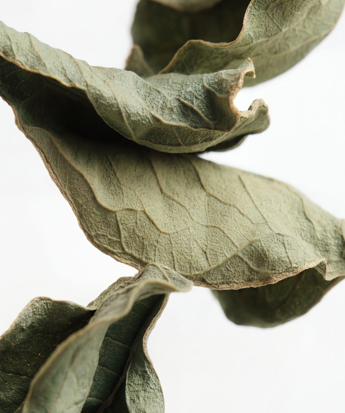 Close up image of the Green Tea