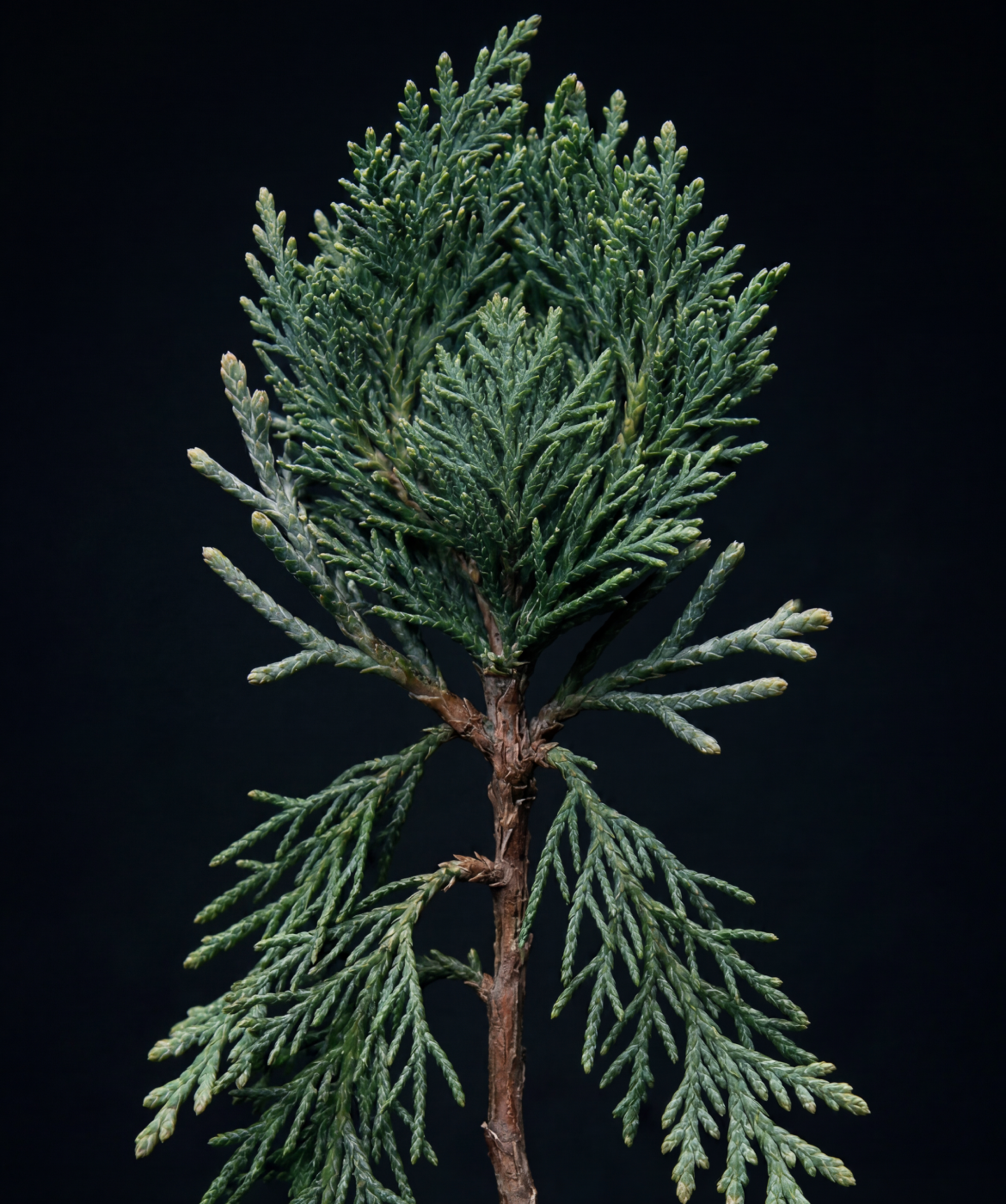 Close up image of the cypress