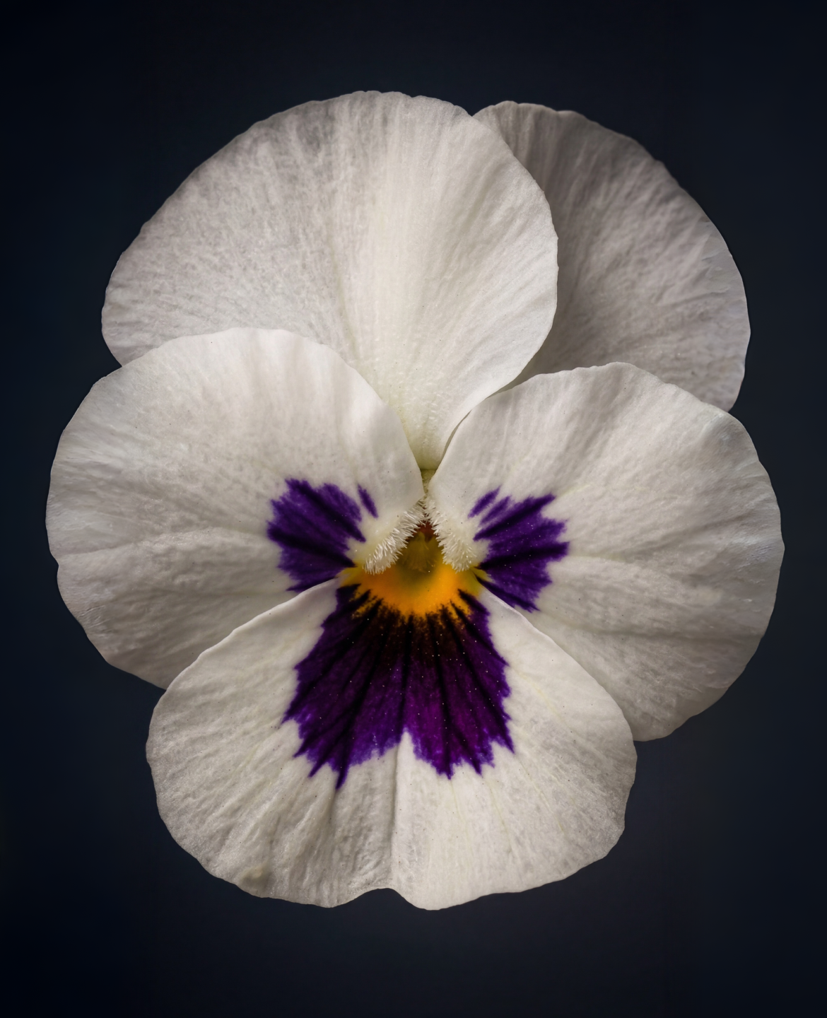 Close up image of the violet